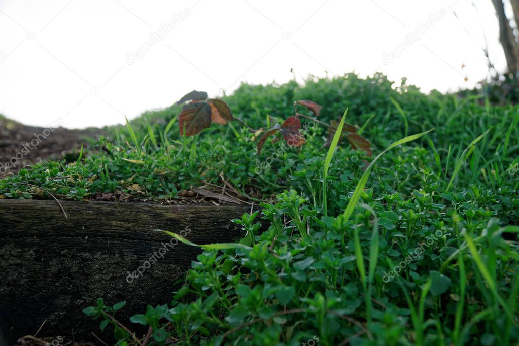 Wooden steps from log and moss, wooden stairs