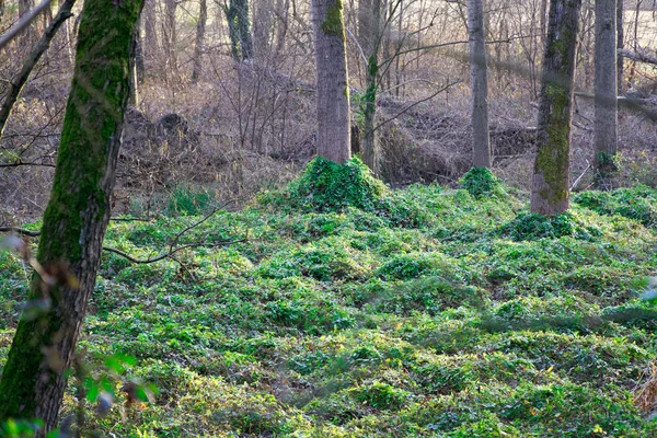 A reggel zöld nyírfa, háttérben szép tavaszi erdő — Stock Fotó