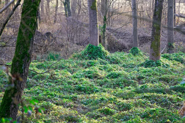 Ormanda sabah yeşil huş ağacı, güzel bahar arka plan — Stok fotoğraf