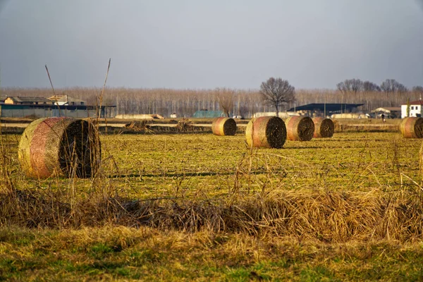 Bele siana w rolki po zbiorach na wsi pola. — Zdjęcie stockowe