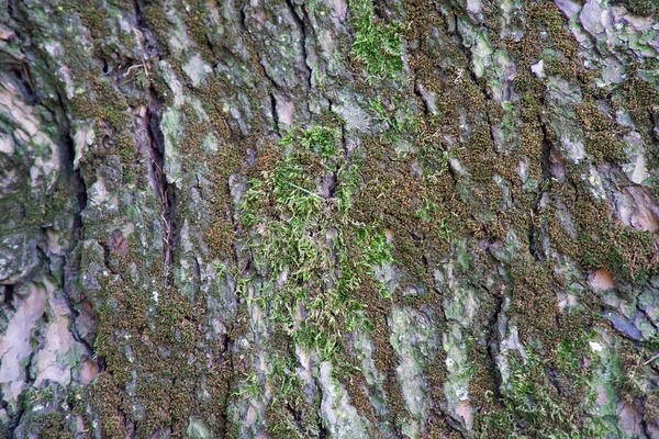 Casca da árvore áspera, caule de abeto . — Fotografia de Stock
