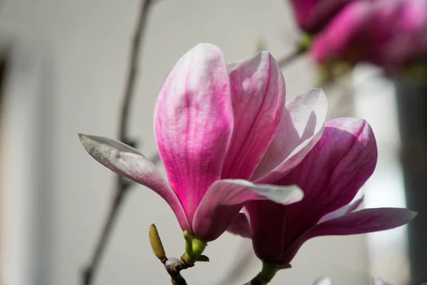 Magnolia bud, roze bloesem boom bloemen, close-up branch, buiten. — Stockfoto