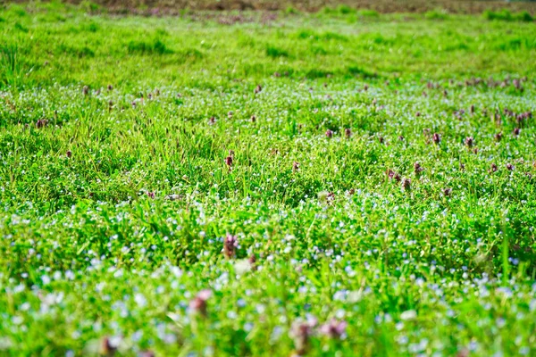 Campo verde hierba en la colina, maqueta de hierbas — Foto de Stock