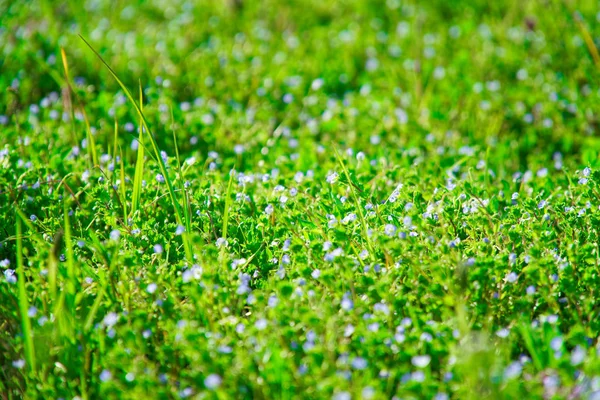 Grama campo verde na colina, mockup erva — Fotografia de Stock