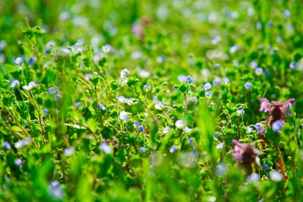 Grama campo verde na colina, mockup erva — Fotografia de Stock