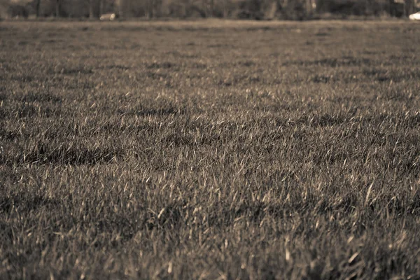 Erba campo monocromatico sulla collina, mockup erba — Foto Stock