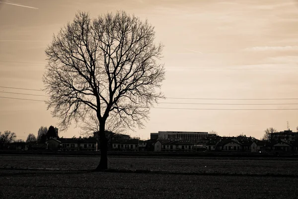 Ensamt träd i fältet äng, ensamhet koncept — Stockfoto