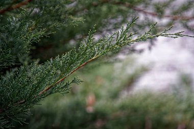 Arka plan doğa iğneler köknar ağacı dalı.
