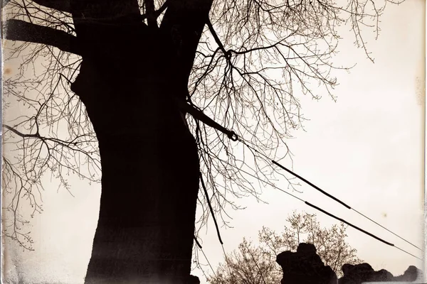 Dřevěný knot, holých stromů rostoucích v parku na konci podzimu, zakalený mlhavé road, holé opadavé stromy, kempování — Stock fotografie