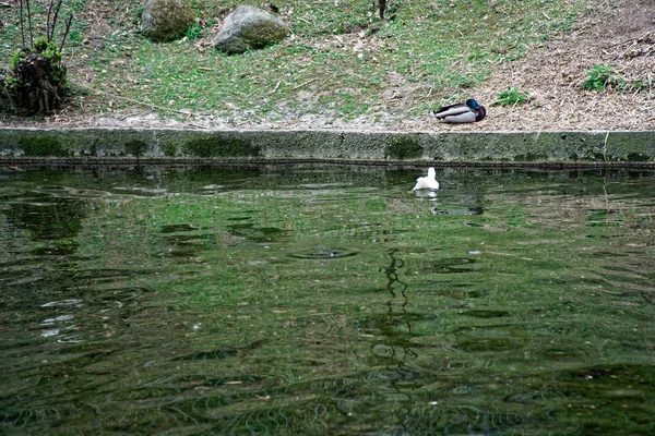 Плавання качка і їдять на ставку, хмарно — стокове фото