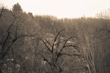 Çıplak ağaçlar sonbahar, bulutlu sisli road, çıplak yaprak döken ağaçlar, kamp sonunda park büyüyen.