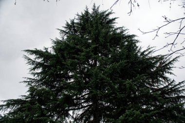 Arka plan doğa iğneler köknar ağacı dalı.