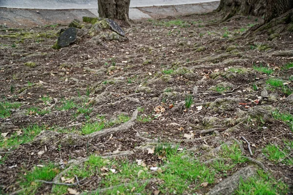 Dikke boomwortels groeien over de schilderachtige promenade in het betoverde bos — Stockfoto