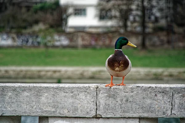Pato sentado en pasamanos de cemento y pensando en el futuro en la Tierra, que dice charlatán — Foto de Stock