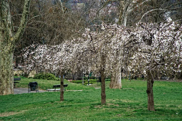 Flor de cerejeira florescendo fundo na temporada de primavera . — Fotografia de Stock