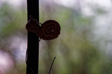 Ortaçağ ve tudor Çömlekçilik, geç bir ekran.