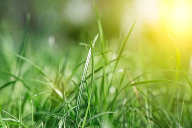 Yakın sapı ve tarla çiçekleri olan taze çimenler.