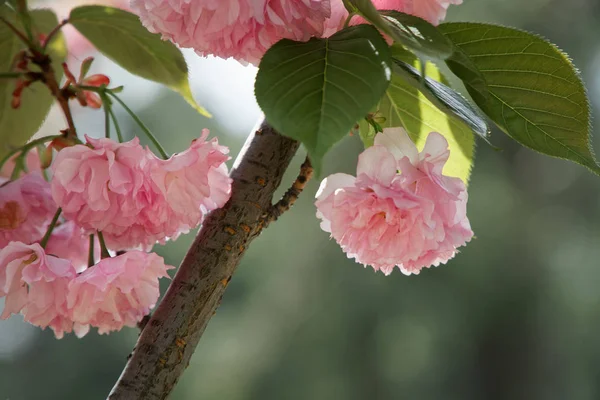 Árvore Sakura na primavera, flor de cerejeira, cerejeira Sacura. Sacura flores no céu azul — Fotografia de Stock