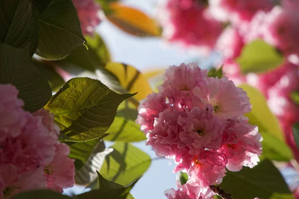 Árvore Sakura na primavera, flor de cerejeira, cerejeira Sacura. Sacura flores no céu azul — Fotografia de Stock