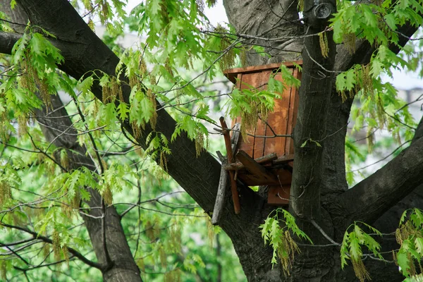 Alimentación de la casa de aves, alimentador de aves de la casa en el parque en el árbol alto grande —  Fotos de Stock