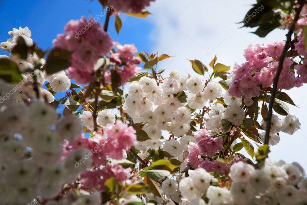 Sakura tree in spring, Cherry blossom, Sacura cherry-tree. Sacura flowers on blue sky
