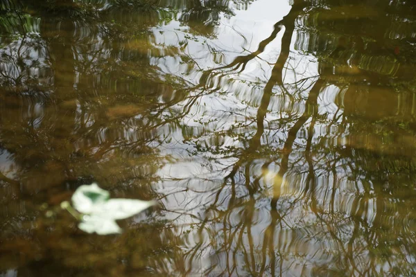 Folha de bordo na superfície da água parada no parque, reflexo do espelho da folha de bordo e da árvore na água — Fotografia de Stock