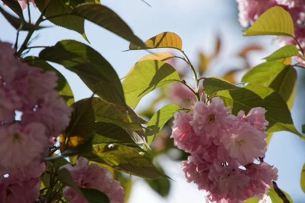 Δέντρο sacura την άνοιξη, άνθος κερασιάς, Sakura κερασιά. Λουλούδια sacura στο γαλάζιο του ουρανού — Φωτογραφία Αρχείου
