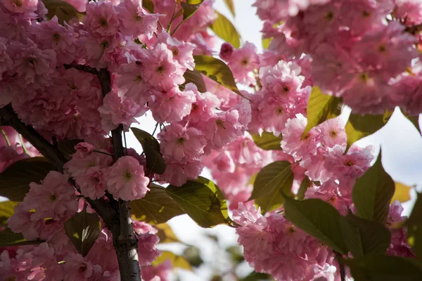 Δέντρο sacura την άνοιξη, άνθος κερασιάς, Sakura κερασιά. Λουλούδια sacura στο γαλάζιο του ουρανού — Φωτογραφία Αρχείου