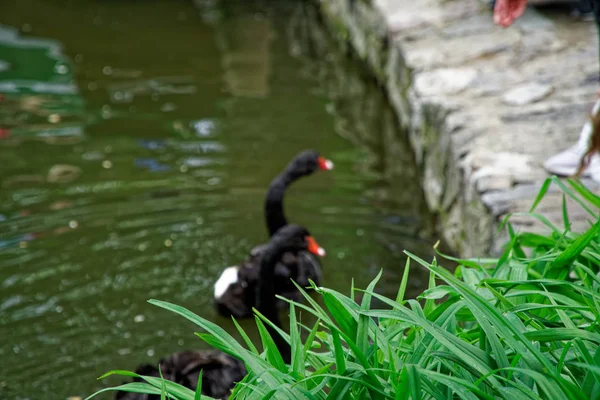 Casal de cisnes no lago. Patos e cisnes negros na reserva — Fotografia de Stock