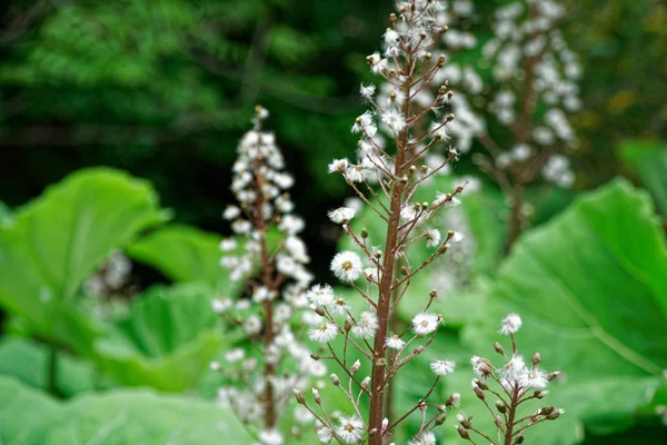 春の花を咲かせる栗の木、季節の花の背景. — ストック写真