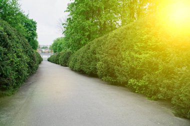 Bahçe taşı asfalt yolu ile çimler arasında yetişen taşlar. Botanik bahçesinin detayı.