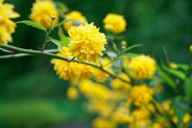 İlkbaharda çiçekli forsythia, yeşil çalı üzerinde sarı çiçek baş
