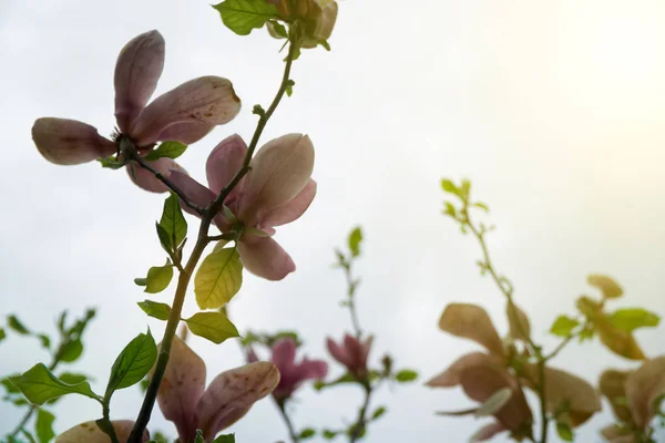 Magnólia cabeça de árvore. Magnolias cor-de-rosa no dia da primavera. Magnolias cor-de-rosa bonitas no fundo do céu azul. Floração flores Magnolia e botões deslumbrantes na temporada de primavera. Cores mais quentes de flores de magnólia . — Fotografia de Stock