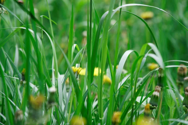 Grama verde fresco com flores de campo, grama filmagem erva verde . — Fotografia de Stock