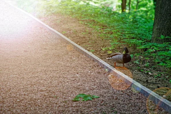 Tőkés kacsa közeli, erdei gyalogösvényen, természet zöld Bird Wildlife — Stock Fotó