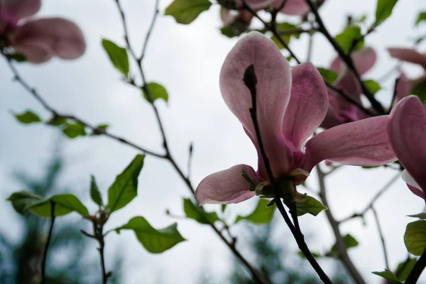 Magnólia cabeça de árvore. Magnolias cor-de-rosa no dia da primavera. Magnolias cor-de-rosa bonitas no fundo do céu azul. Floração flores Magnolia e botões deslumbrantes na temporada de primavera. Cores mais quentes de flores de magnólia . — Fotografia de Stock