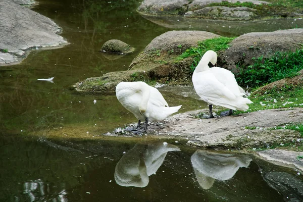 Casal de cisnes no lago. Patos e cisnes brancos na reserva — Fotografia de Stock