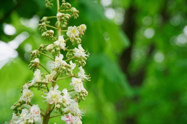 春の花を咲かせる栗の木、季節の花の背景. — ストック写真