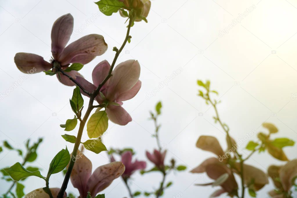 Magnolia tree head. Pink magnolias in spring day. Beautiful pink magnolias on blue sky background. Blooming Magnolia flowers and stunning buds in spring season. Warmest colors of magnolia flowers.