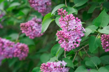 Pembe çiçek ortanca bahçede çiçek açan Bush