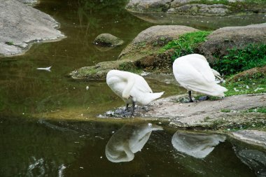 Gölde kuğu çifti. Ördekler ve beyaz kuğular rezervde