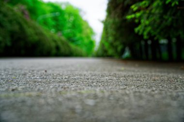 Bahçe taşı asfalt yolu ile çimler arasında yetişen taşlar. Botanik bahçesinin detayı.