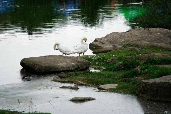 Casal de cisnes no lago. Patos e cisnes brancos na reserva — Fotografia de Stock