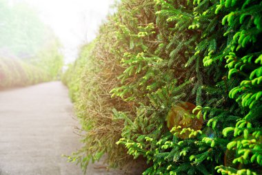 Bahçe taşı asfalt yolu ile çimler arasında yetişen taşlar. Botanik bahçesinin detayı.
