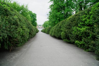 Bahçe taşı asfalt yolu ile çimler arasında yetişen taşlar. Botanik bahçesinin detayı.