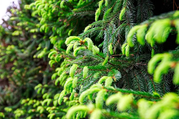 Agujas de abeto joven, fondo verde textura de la naturaleza — Foto de Stock