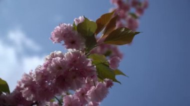 Baharda Sakura ağacı, kiraz çiçeği, Sacura kiraz ağacı. Mavi gökyüzünde Sacura çiçekleri