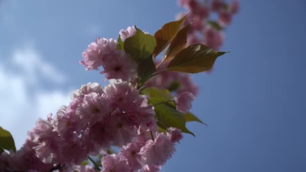 Sakura in primavera, Fiore di ciliegio, Sacura ciliegio. Fiori di sacura su cielo blu — Video Stock