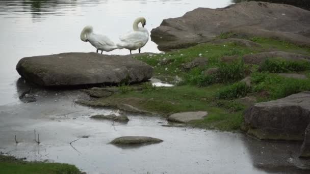 Pareja de cisnes en el lago. Patos y cisnes blancos en la reserva — Vídeo de stock