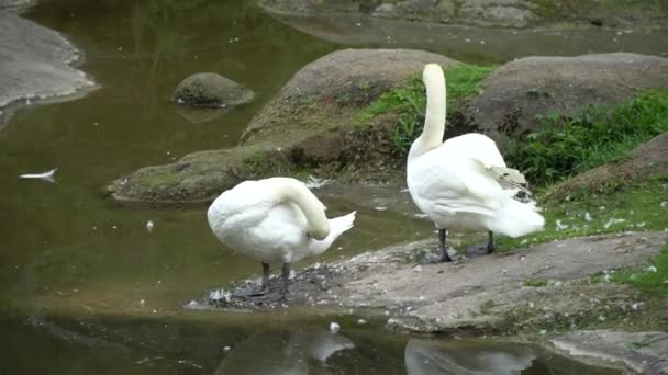 Pareja de cisnes en el lago. Patos y cisnes blancos en la reserva — Vídeos de Stock